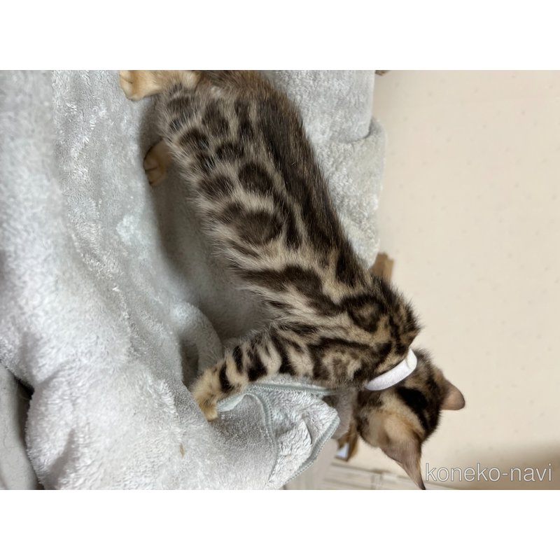 販売中の静岡県のベンガル-122354の4枚目